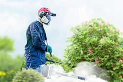 Обработка сада от паразитов - необходимые меры и их регулярность  в Электростали