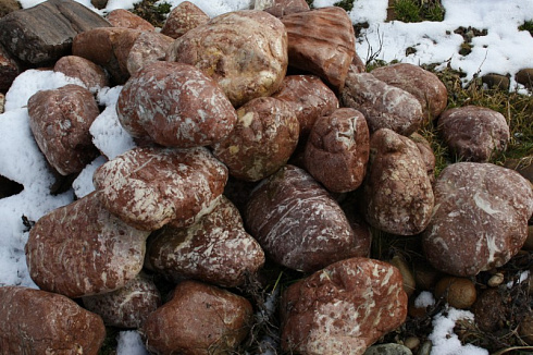 Kamenclub.ru: Розовый валунчик фр.100-300 мм.  купить в Электростали крупный природный камень розовый, серый молочный красный речной галечник природный 7850 руб/т   фото КАМЕНЬ КЛУБ