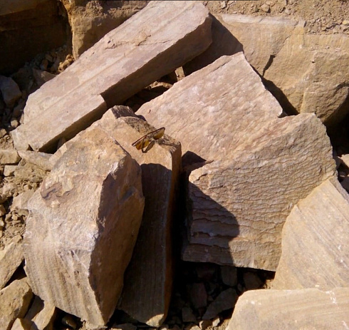 Kamenclub.ru: Песчаник пластушка желтый с рисунком (7-15 см)  купить в Электростали плитняк - пластушка - бут желтый песчаник 10200 руб/м3   фото КАМЕНЬ КЛУБ