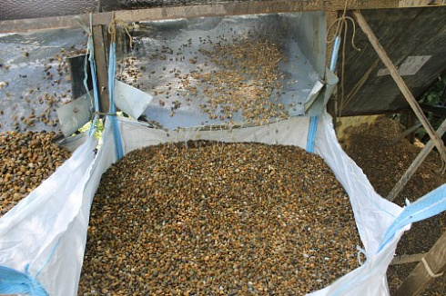 Kamenclub.ru: Галька окат (серо-желтая) фр.10-20 мм. купить  в Электростали галька серо-желтая, рыжая, серый речная окатанная округлая галька 5000 руб/т   фото КАМЕНЬ КЛУБ