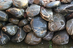 Kamenclub.ru: Валунчик Паутинник фр.100-300 мм  купить в Электростали крупный природный камень галечник темно-серый с прожилками белый черный речной валунчик 5000 руб/т   фото КАМЕНЬ КЛУБ