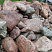 Kamenclub.ru: Конгломераты фр. 300-1000 мм.  купить в Электростали кварц мрамор диабаз коричневый, серый зеленоватый речной валун крупный 6500 руб/т   фото КАМЕНЬ КЛУБ