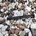Kamenclub.ru: Мраморная крошка (щебень крошка микс : белый-черный-розовый) фр. 20-40 мм.  купить в Электростали мрамор белый, черный, розовый декоративная ландшафтная крошка 12000 руб/т   фото КАМЕНЬ КЛУБ