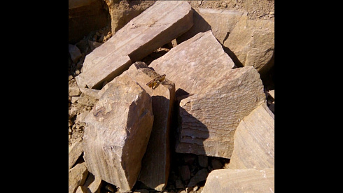 Kamenclub.ru: Песчаник пластушка желтый с рисунком (4-6 см)  купить в Электростали плитняк пластушка желтый с рисунком песчаник 9 000 руб/м3   фото КАМЕНЬ КЛУБ