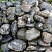 Kamenclub.ru: Валунчик Паутинник фр.100-300 мм  купить в Электростали крупный природный камень галечник темно-серый с прожилками белый черный речной валунчик 5000 руб/т   фото КАМЕНЬ КЛУБ