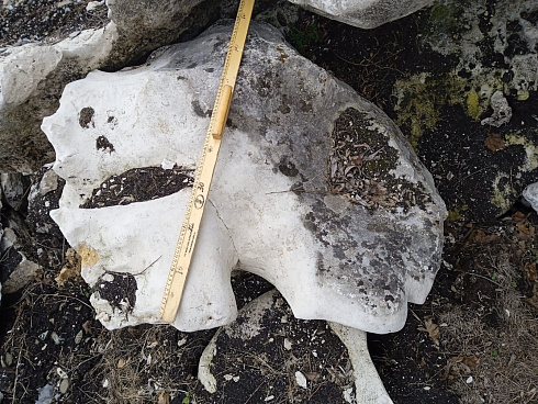 Kamenclub.ru: Выветренный известняк со мхом фр. 100-500 мм.  купить в Электростали известняк серый белый зеленый валун известняковый крупный 10000 руб/т   фото КАМЕНЬ КЛУБ