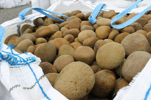 Kamenclub.ru: Песчаник ядра, фр. 100-300 мм  купить в Электростали песчаник бежевый серый рыжий речная галька 5 000 руб/т   фото КАМЕНЬ КЛУБ