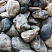 Kamenclub.ru: Речной валун Кабанчик фр.300-500 мм.  купить в Электростали крупный природный камень галька серый, темно-серый речной валун галечник масштабный 7000 руб/т   фото КАМЕНЬ КЛУБ