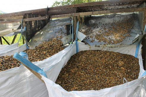 Kamenclub.ru: Галька окат (серо-желтая) фр.10-20 мм. купить  в Электростали галька серо-желтая, рыжая, серый речная окатанная округлая галька 5000 руб/т   фото КАМЕНЬ КЛУБ