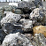 Kamenclub.ru: Черный гранит - кварцит фр. 100-500 мм.  купить в Электростали мрамор гранит черный с белыми прожилками, серый, белый валун скальный колотый 7000 руб/т   фото КАМЕНЬ КЛУБ