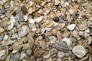 Морская ракушка фр. 5-20 мм  купить в Электростали фото Камень Клуб